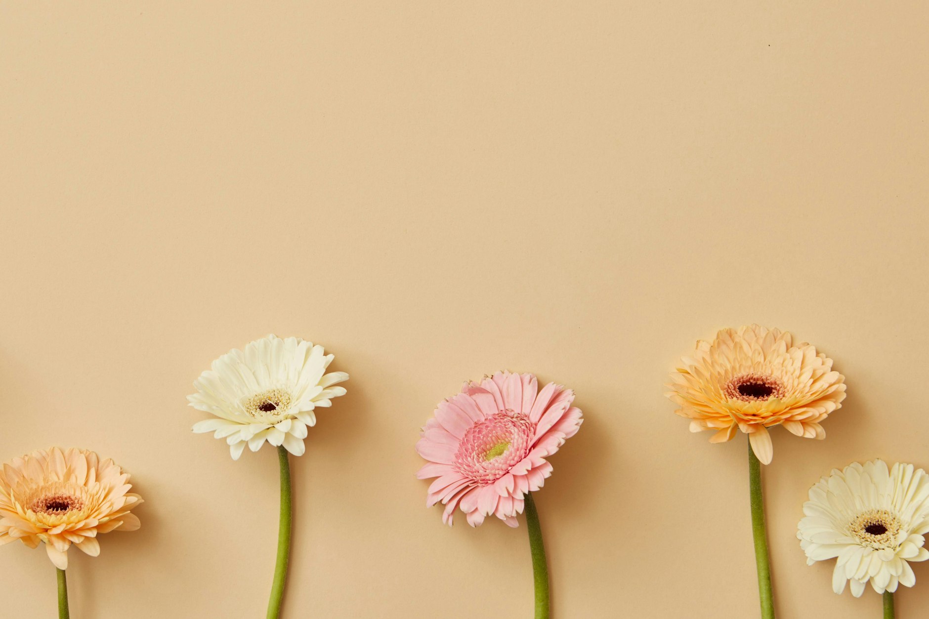 Blumen zum Valentinstag haben eine lange Tradition.