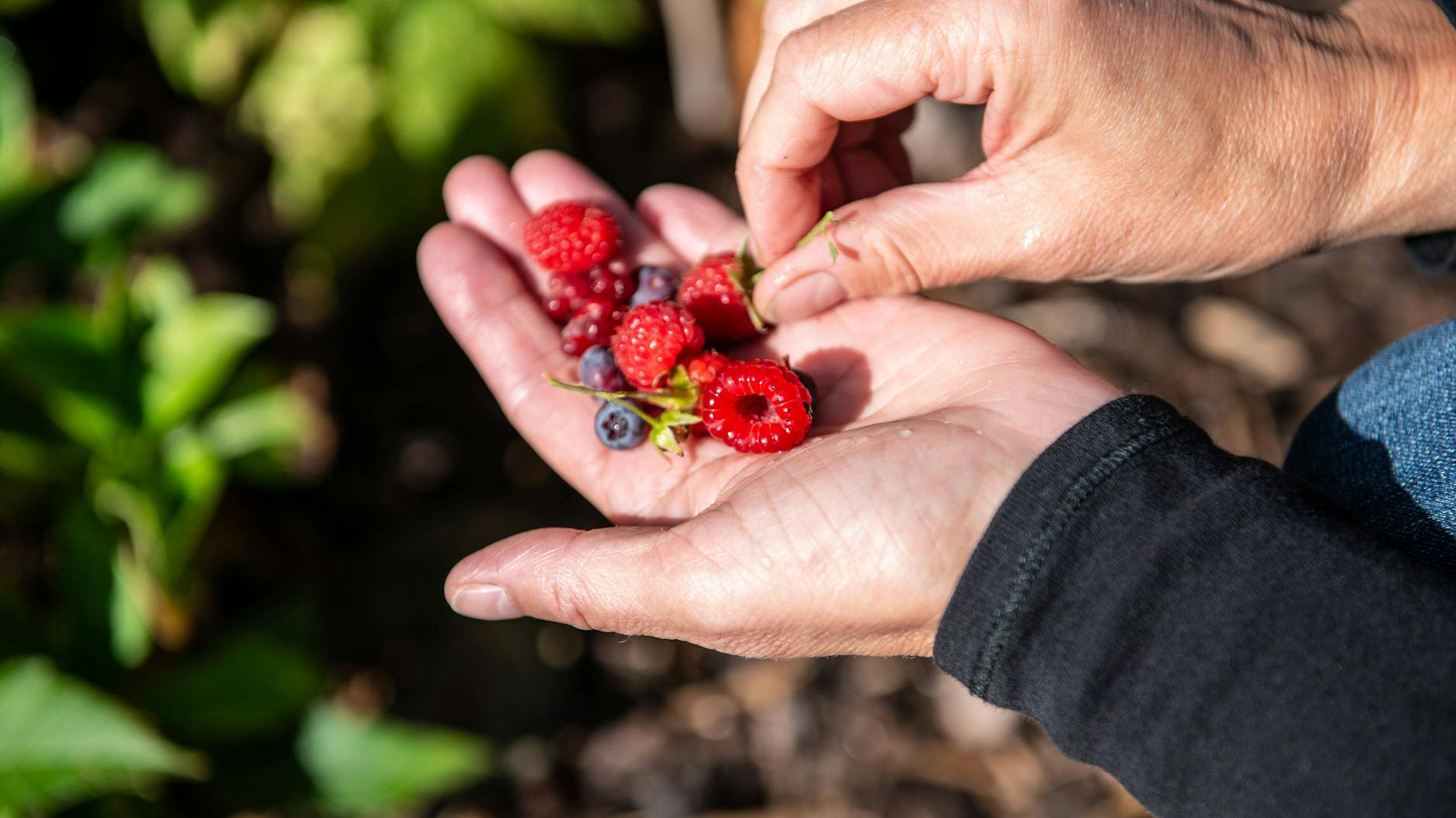Eigene Beerenernte macht teures Superfood überflüssig. 