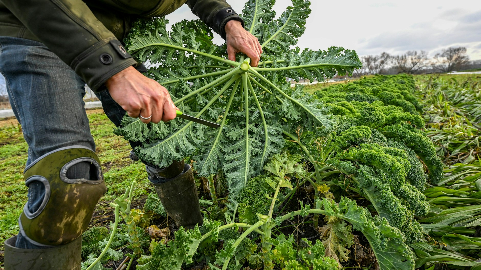 Ein Landwirt erntet auf einem Feld eines Biogemüsebetriebes Grünkohl. 