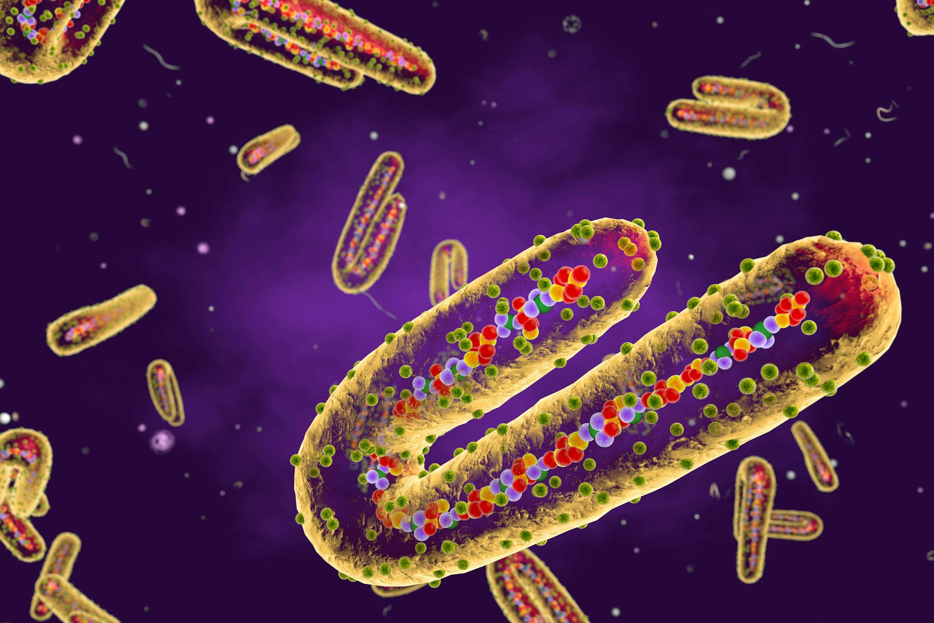 Illustration des Marburg-Virus.