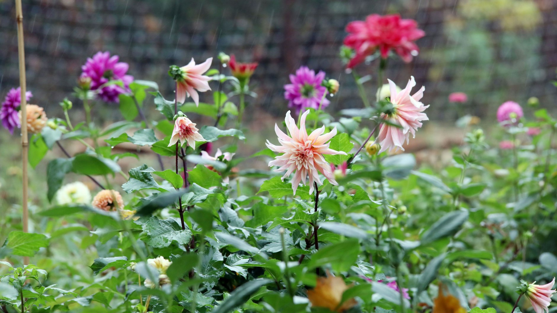 Imke und ihr Mann Reuben Glaser züchten nach dem Slow Flower Konzept auf ihrer Blumenfarm „Mayda“ Blumen ohne den Einsatz von Pestizid&amp;Co.  hier gedeihen u.a. Dahlien, die letzten Blumen im Jahr vor der Winterpause.&nbsp;