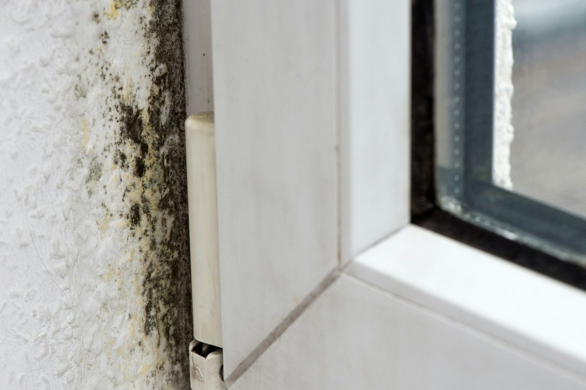 Kleine Schimmelflecken kann man selbst entfernen. 