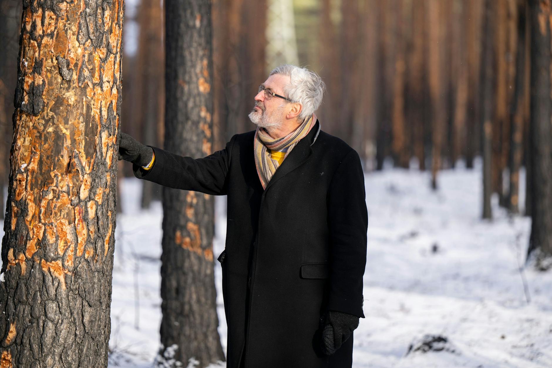 Axel Vogel (Bündnis 90/Die Grünen), Forstminister von Brandenburg, betrachtet bei einem vor Ort Termin durch einen Brand geschädigte Kiefern im Landeswald Seddin. 