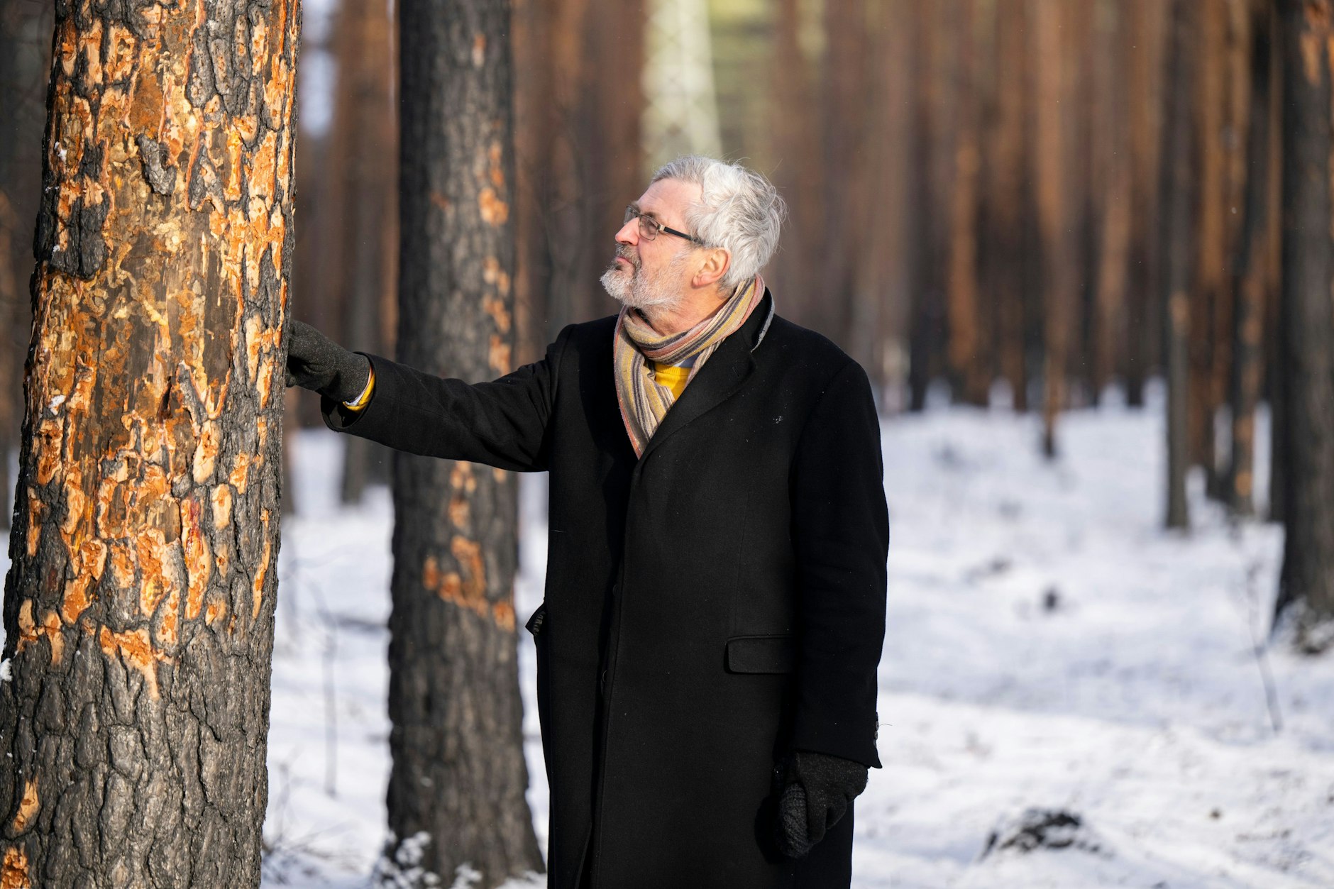 Axel Vogel (Bündnis 90/Die Grünen), Forstminister von Brandenburg, betrachtet bei einem vor Ort Termin durch einen Brand geschädigte Kiefern im Landeswald Seddin.&nbsp;