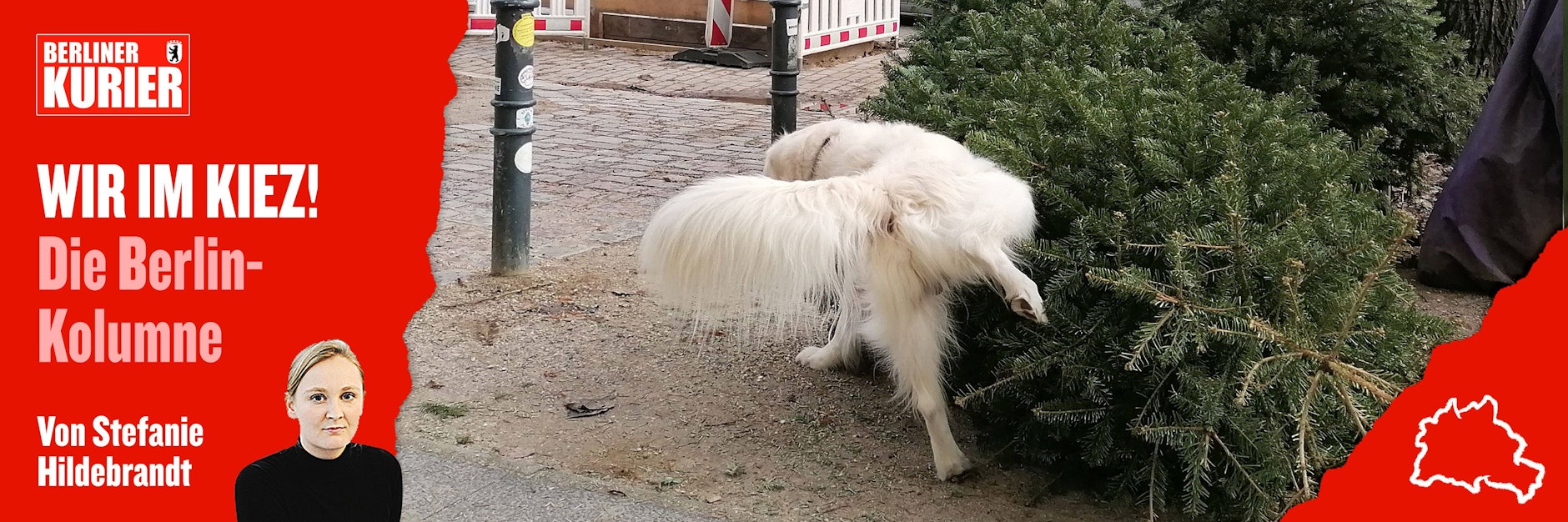 Dieser Hund ist ein Weihnachtsmuffel, er pinkelt gegen einen entsorgten Weihnachtsbaum. 