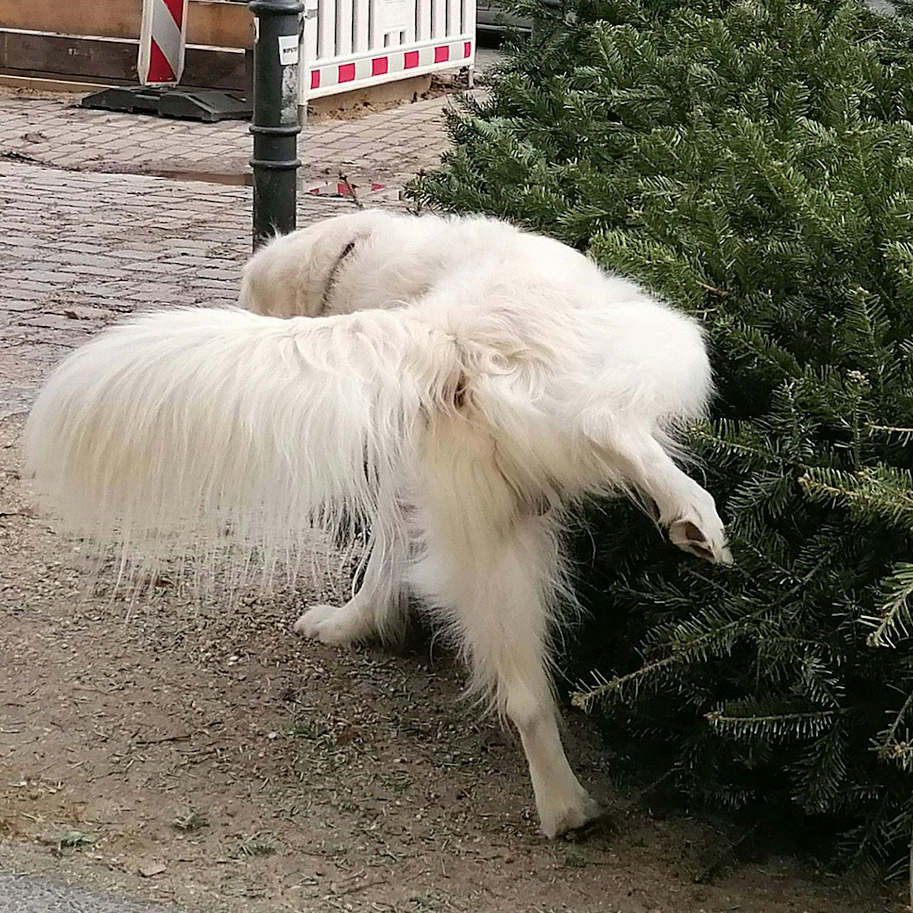 Alte Weihnachtsbäume in Berlin: Dieser Dreck nervt! So können Sie vergessene Tannenbäume bei der BSR melden