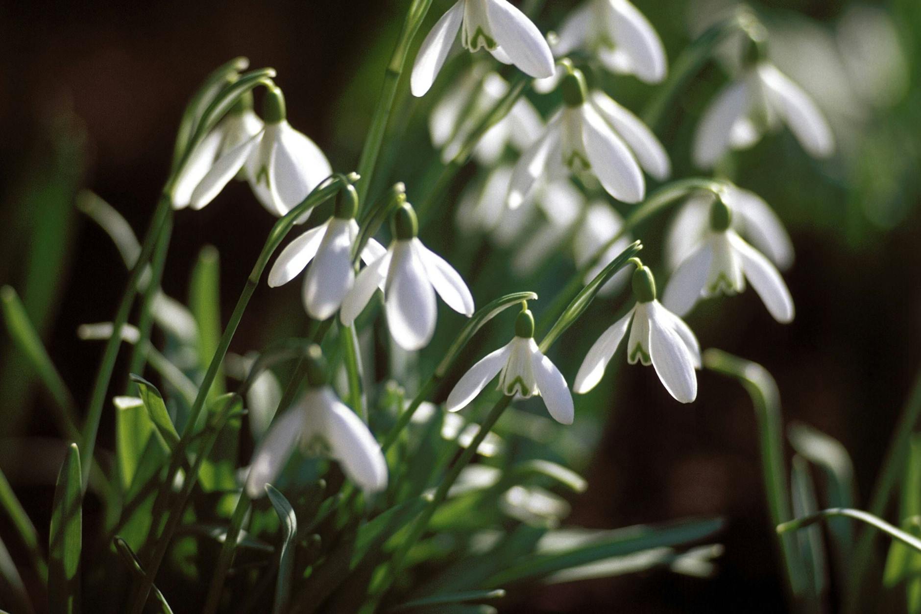 Ab in die Erde: Wer im nächsten Winter Schneeglöckchen im Garten haben will, sollte sie jetzt setzen.
