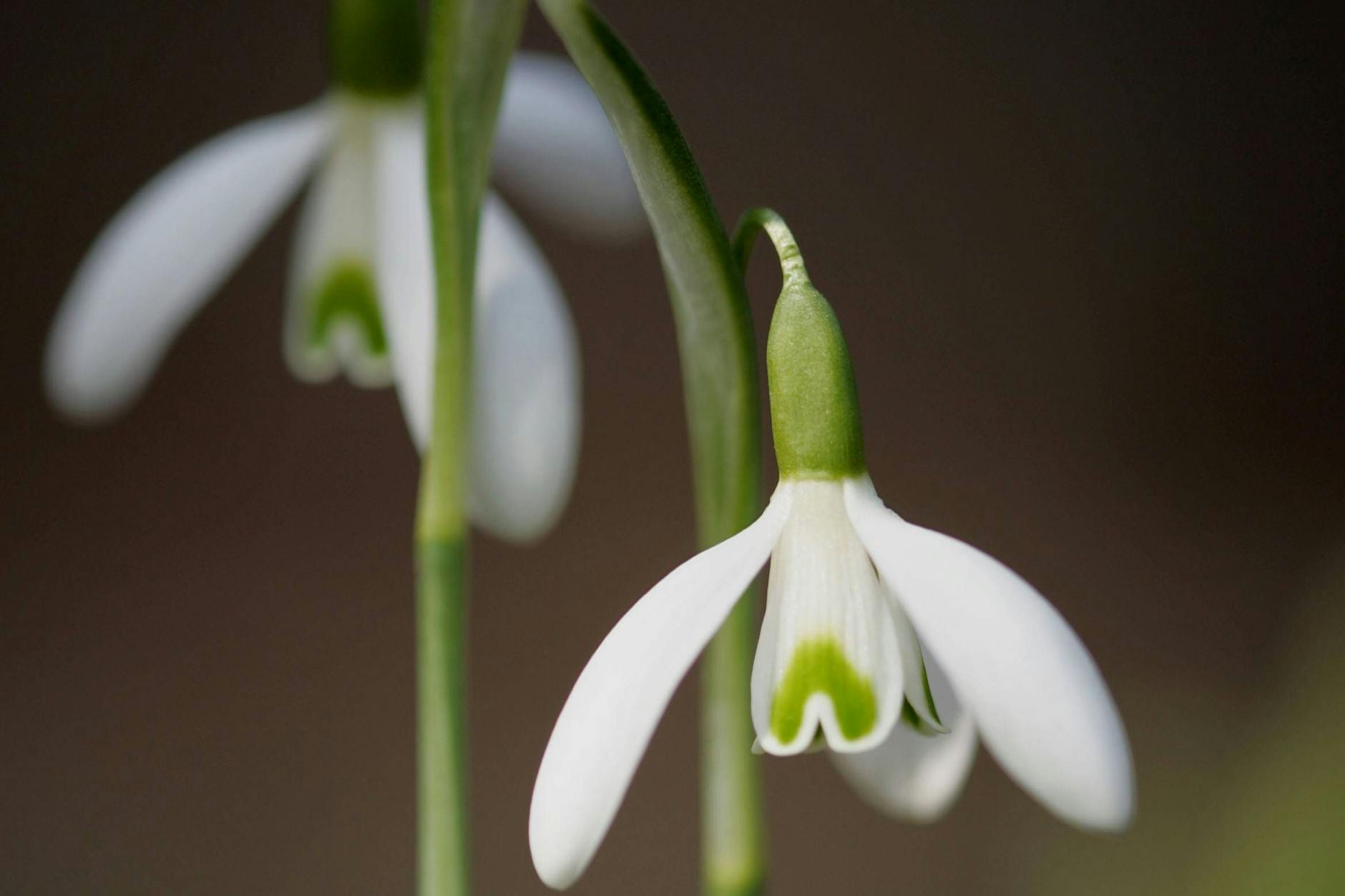 Treue Seelen: Auch wenn der Schnee ausbleibt, färben die Glöckchen den Boden weiß.