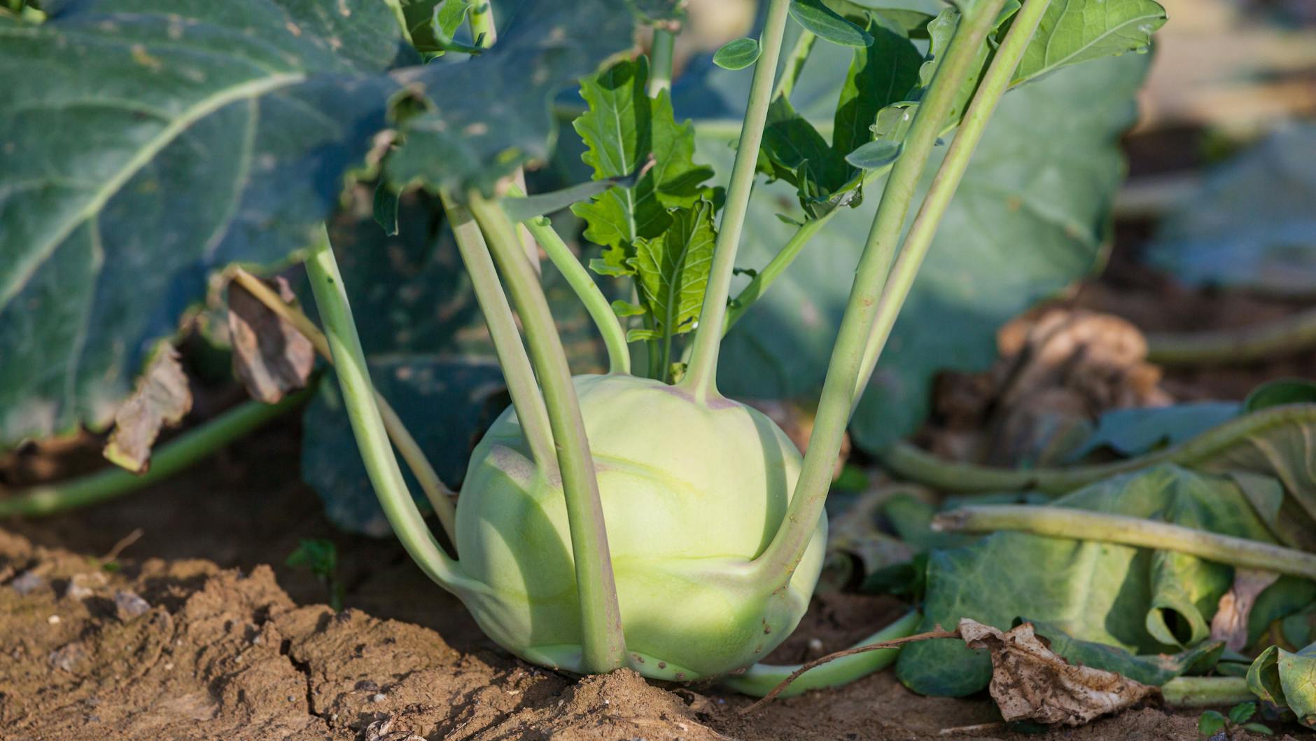 Kohlrabi ist ein Kohlgemüse.
