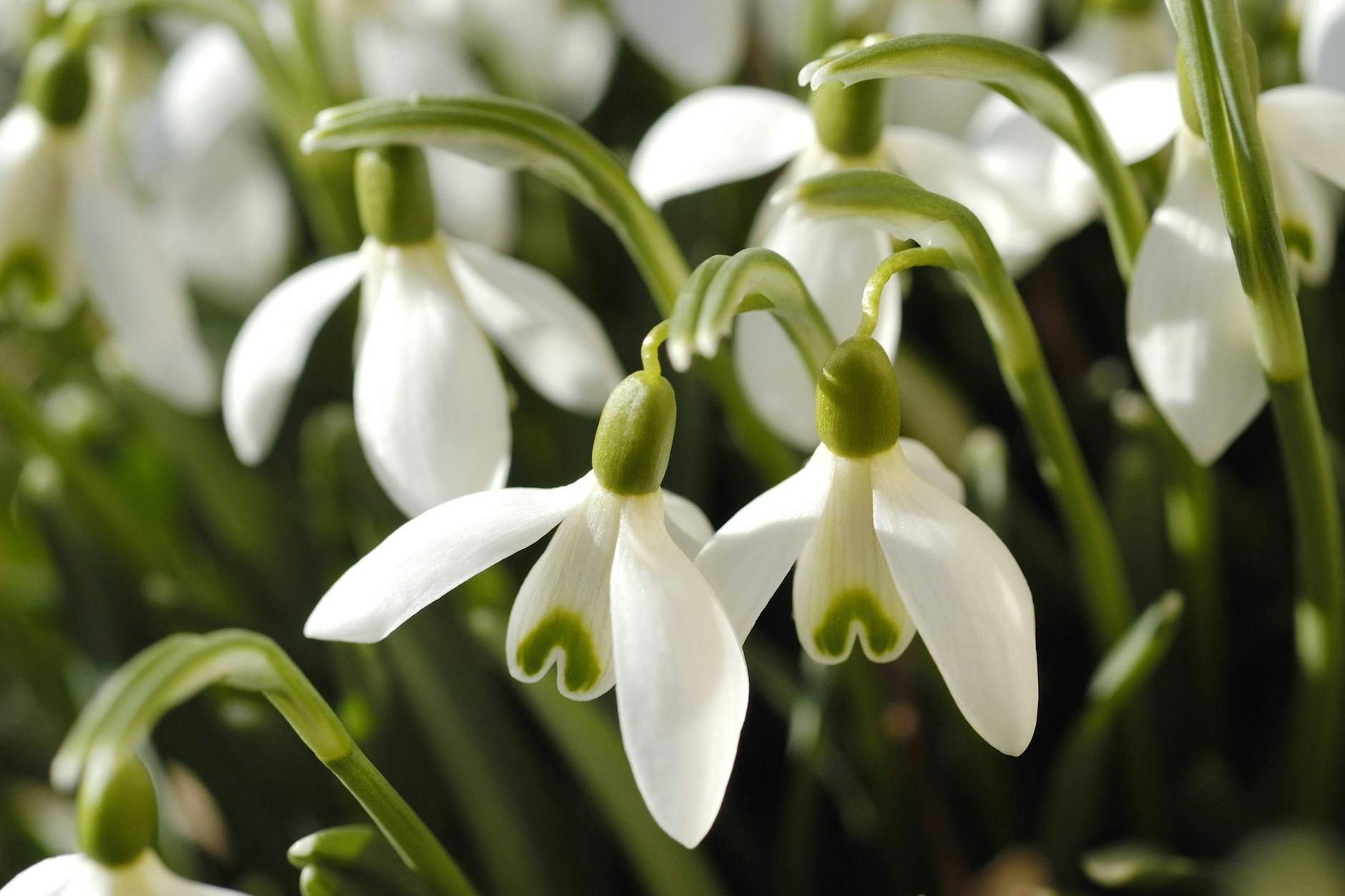Allseits beliebt: Schneeglöckchen mag doch eigentlich jeder.