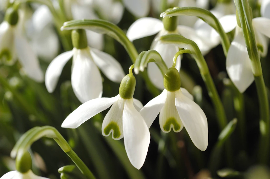Die teuersten Schneeglöckchen der Welt – und alles weitere zur Winterblume
