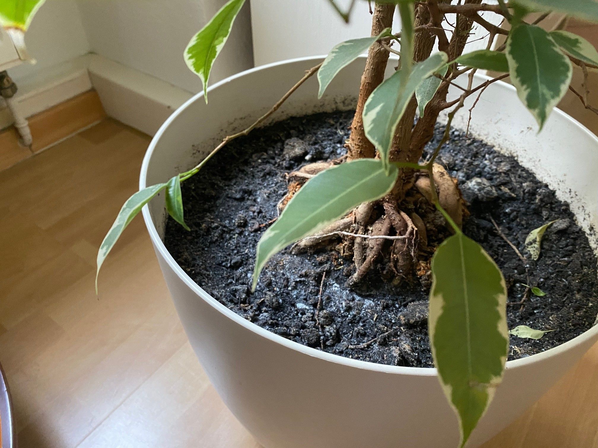 Weißer Belag im Blumentopf? Das können Sie tun, wenn die Blumenerde schimmelt