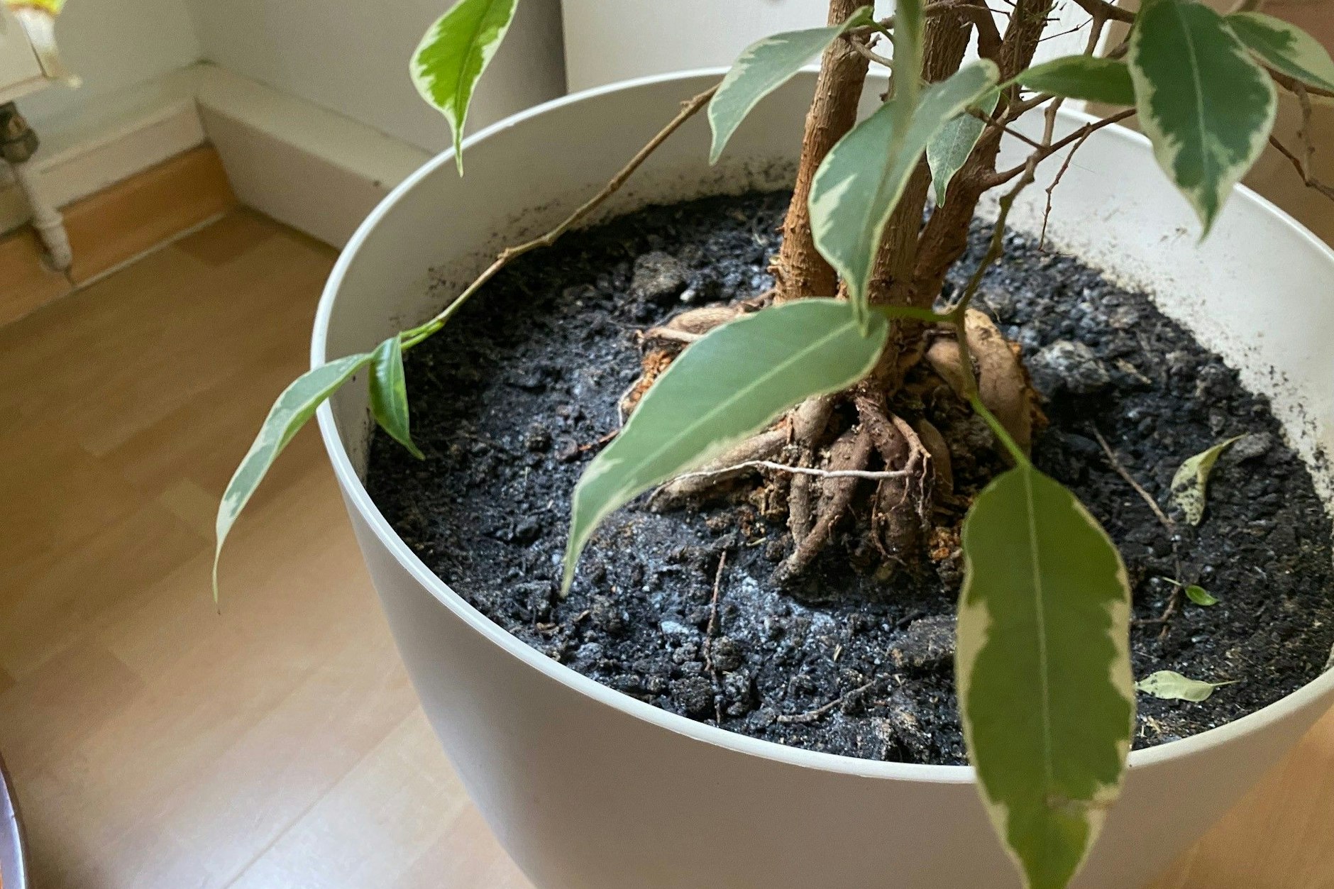 In vielen Blumentöpfen findet sich eine feine weiße Schicht auf der Erde – Schimmel.