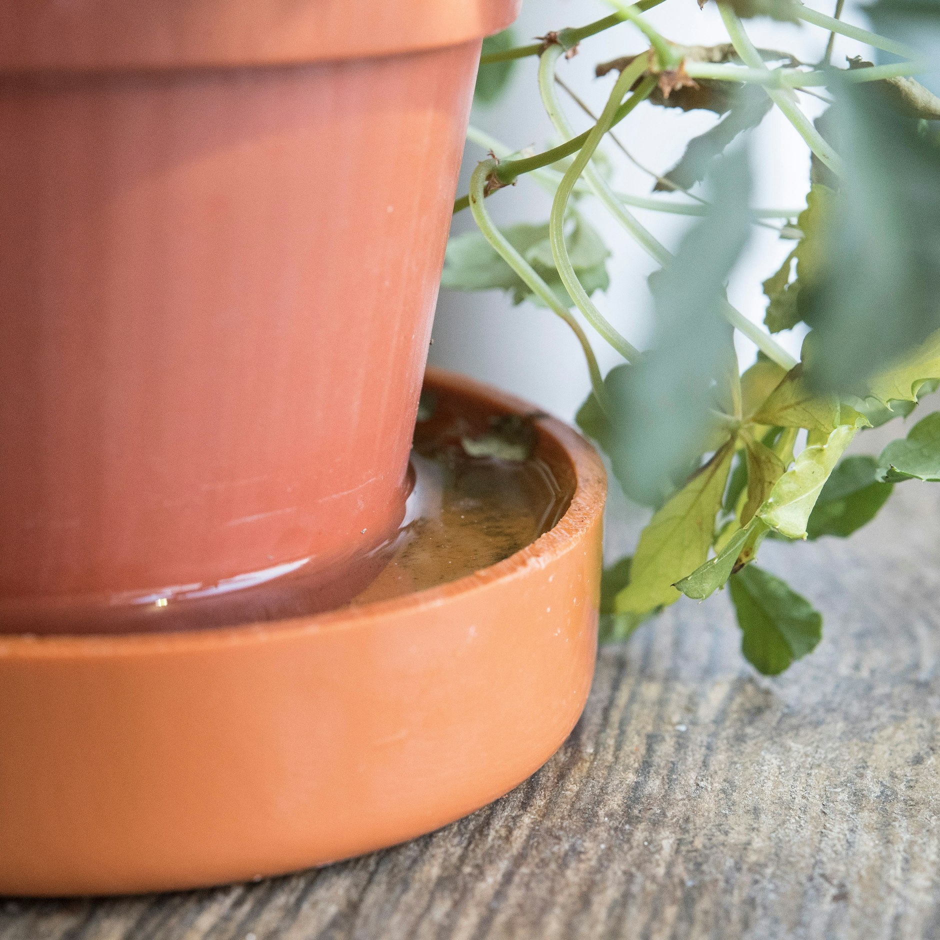 Wenn sich Wasser im Untersetzer aufstaut, sollte es entfernt werden. Dauerhaft feuchte Blumenerde führt zu Schimmelbefall.
