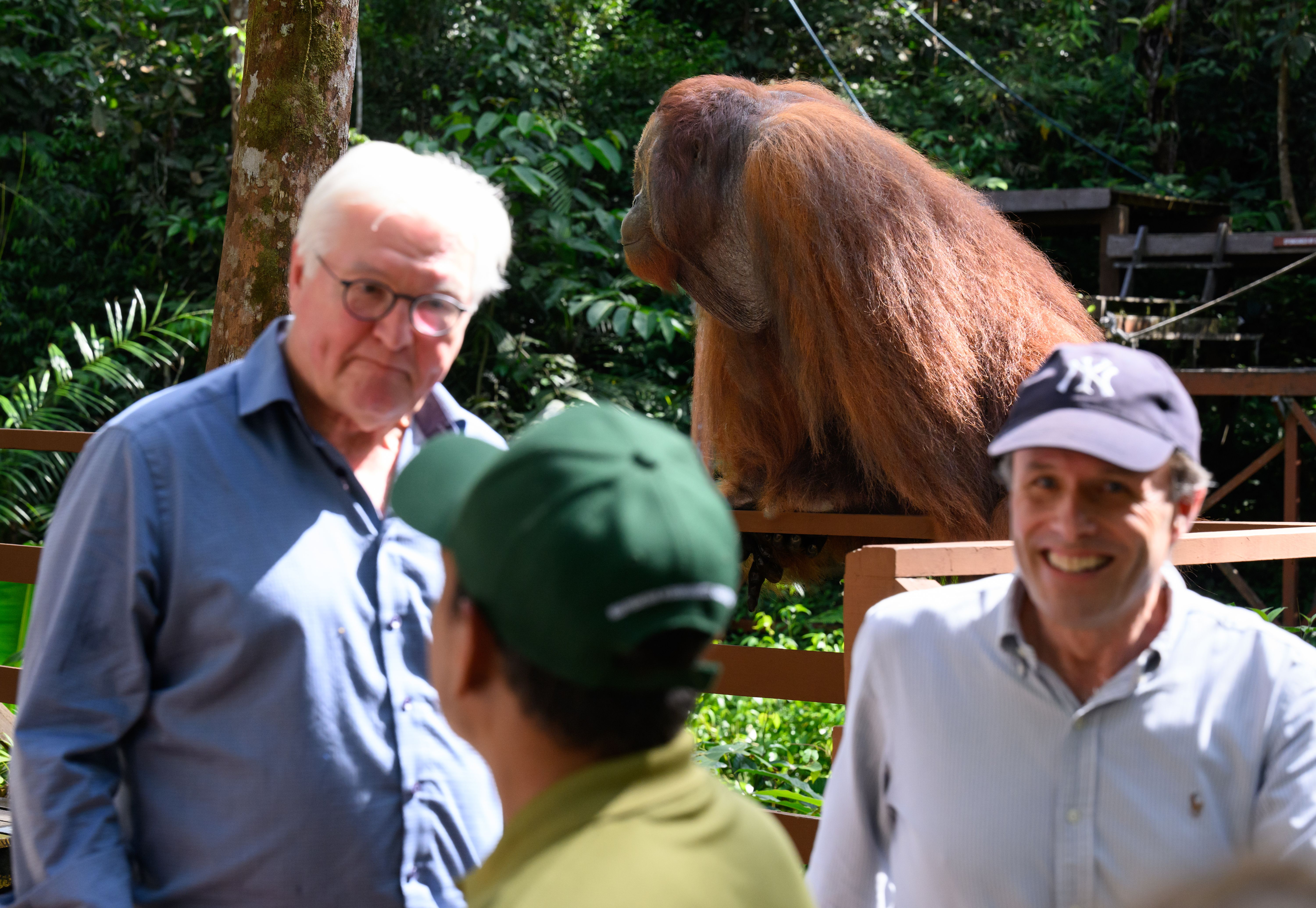 Image - Achtung, Orang-Utan! – Affe Edwin unterbricht Steinmeier-Rede