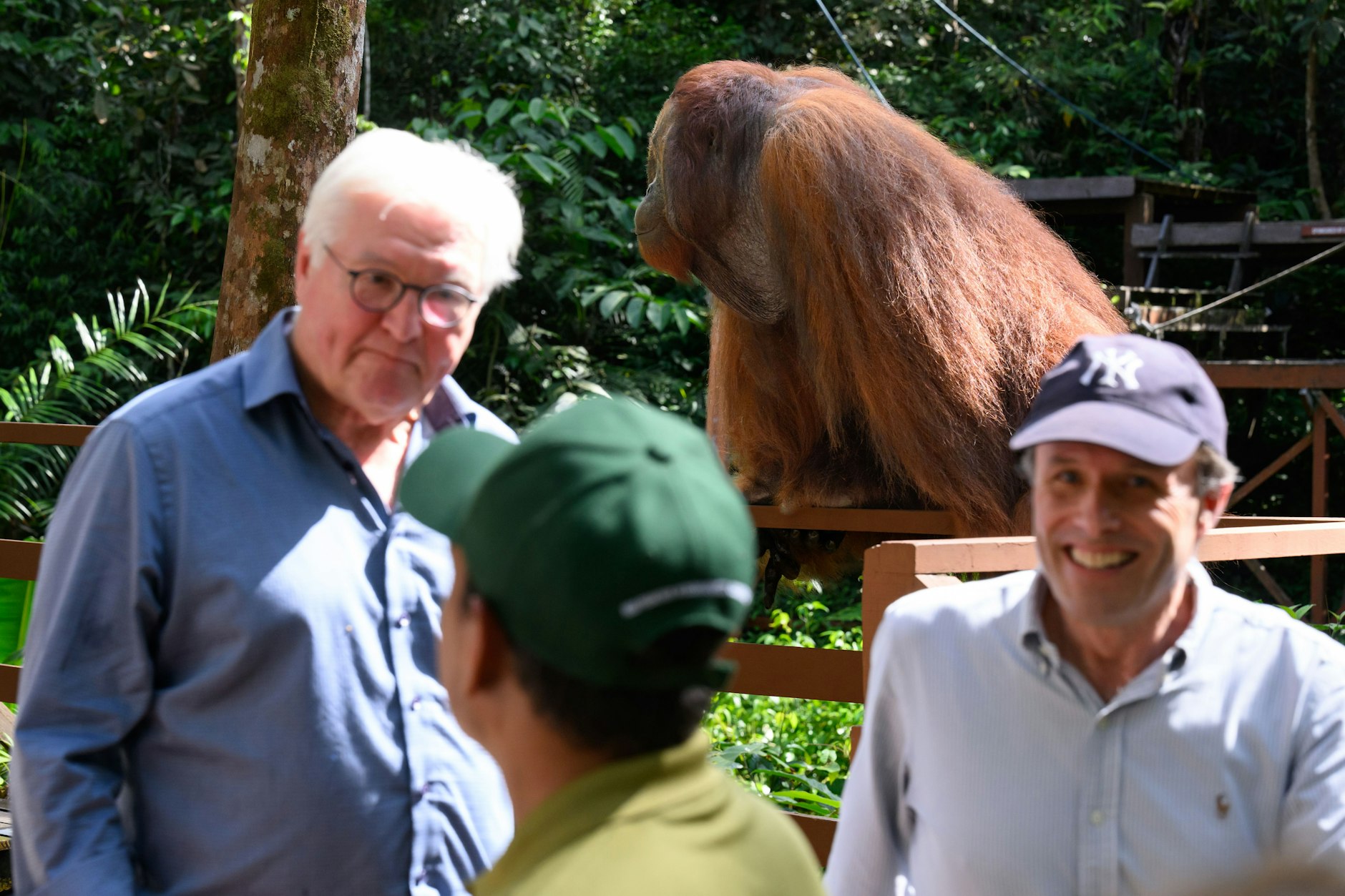 Malaysia, Kuching: Bundespräsident Frank-Walter Steinmeier bekam Besuch von einem Orang-Utan.