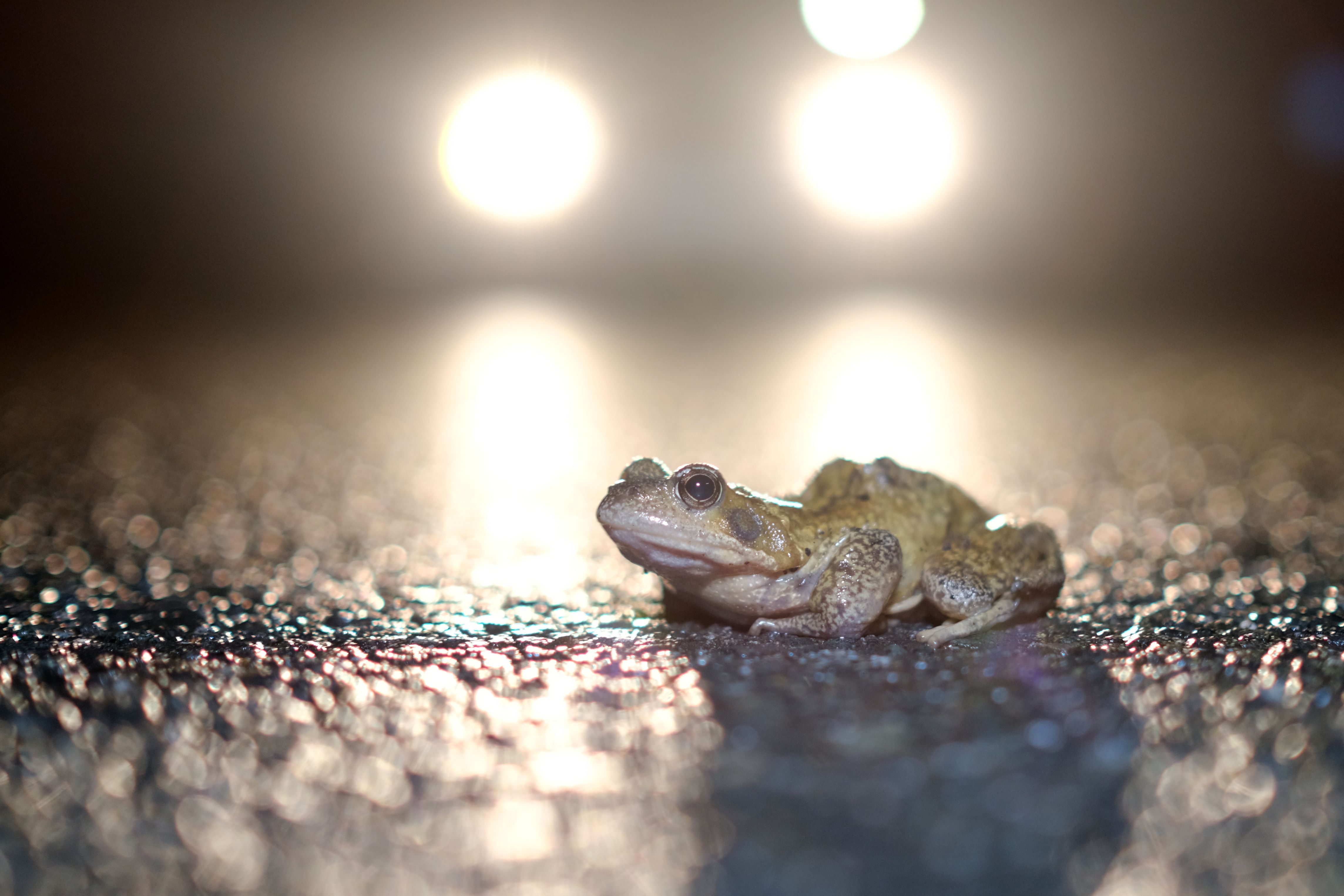 Image - Wärmeturbo und Rekord-Temperaturen – Wetter spielt verrückt: So sommerlich werden die kommenden Tage