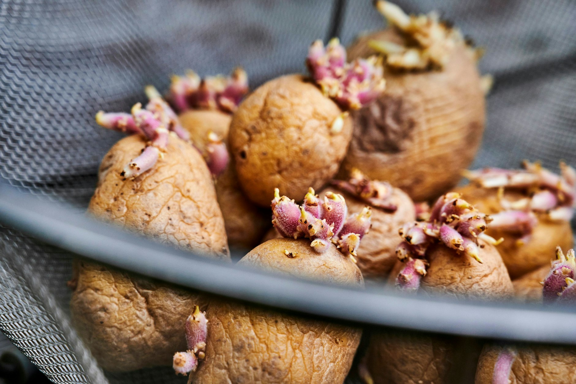 Wenn die Kartoffeln so heftig keimen, sollte man sie auf keinen Fall mehr essen. Aber so weit muss es nicht kommen – es gibt Tipps und Tricks, die das Keimen hinauszögern.