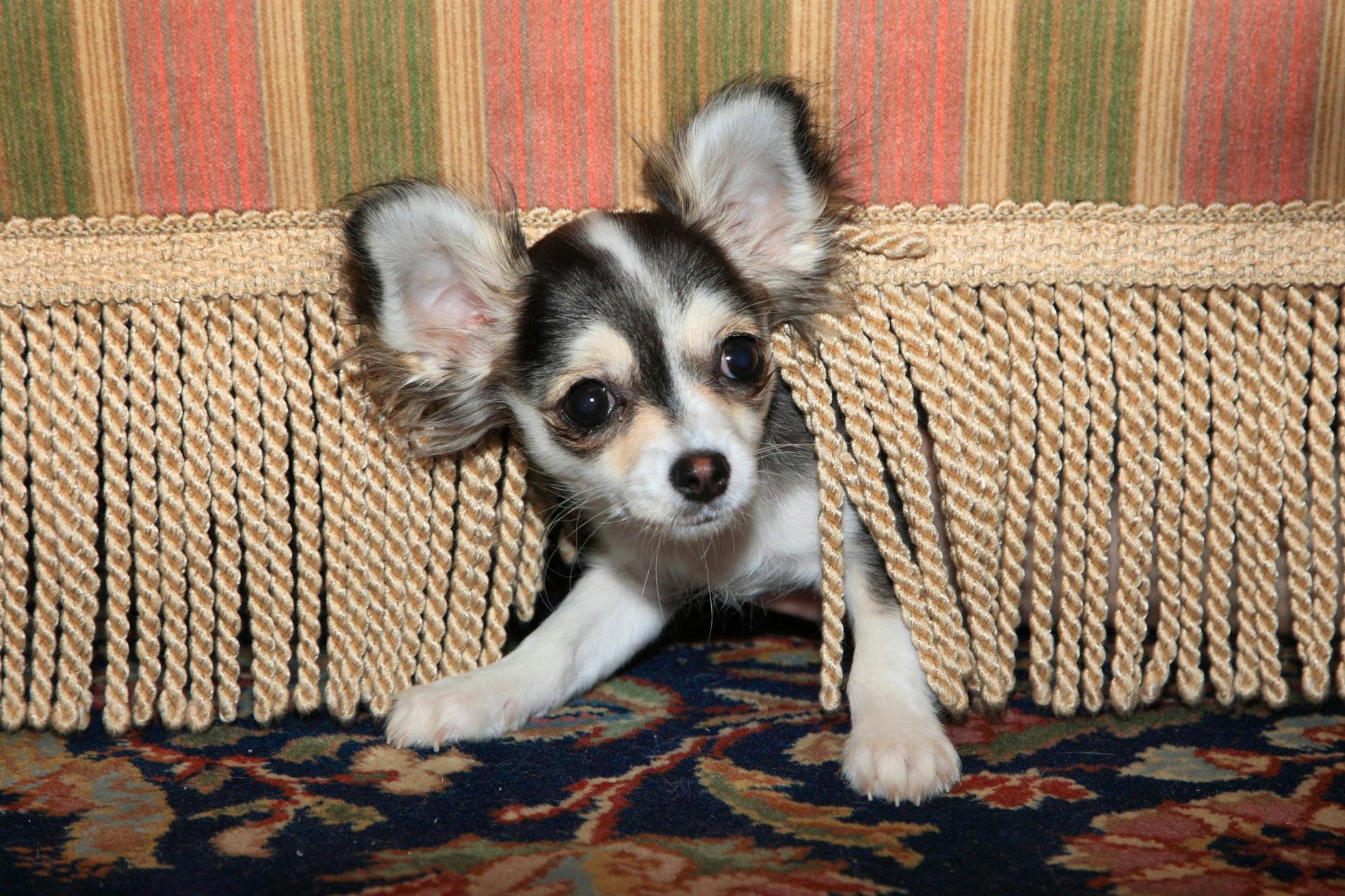 Dieser Hund ist klein genug, um sich unter einem Sofa zu verstecken.