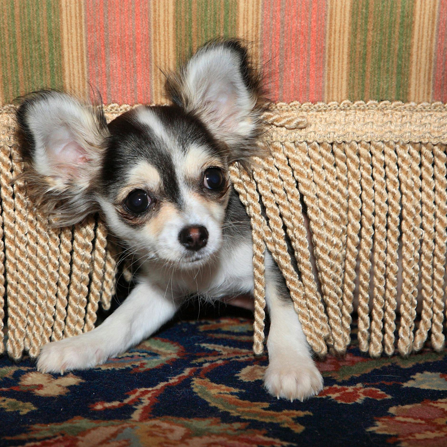 Wegen Böller steckt der Hund wie Pu der Bär im Kaninchenloch: Gedanken über Angst, Trost und Hoffnung