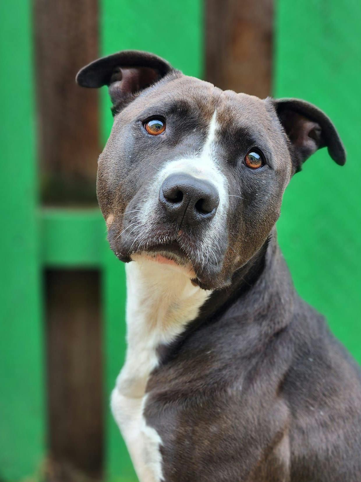 Pommes sucht endlich ein neues Zuhause.