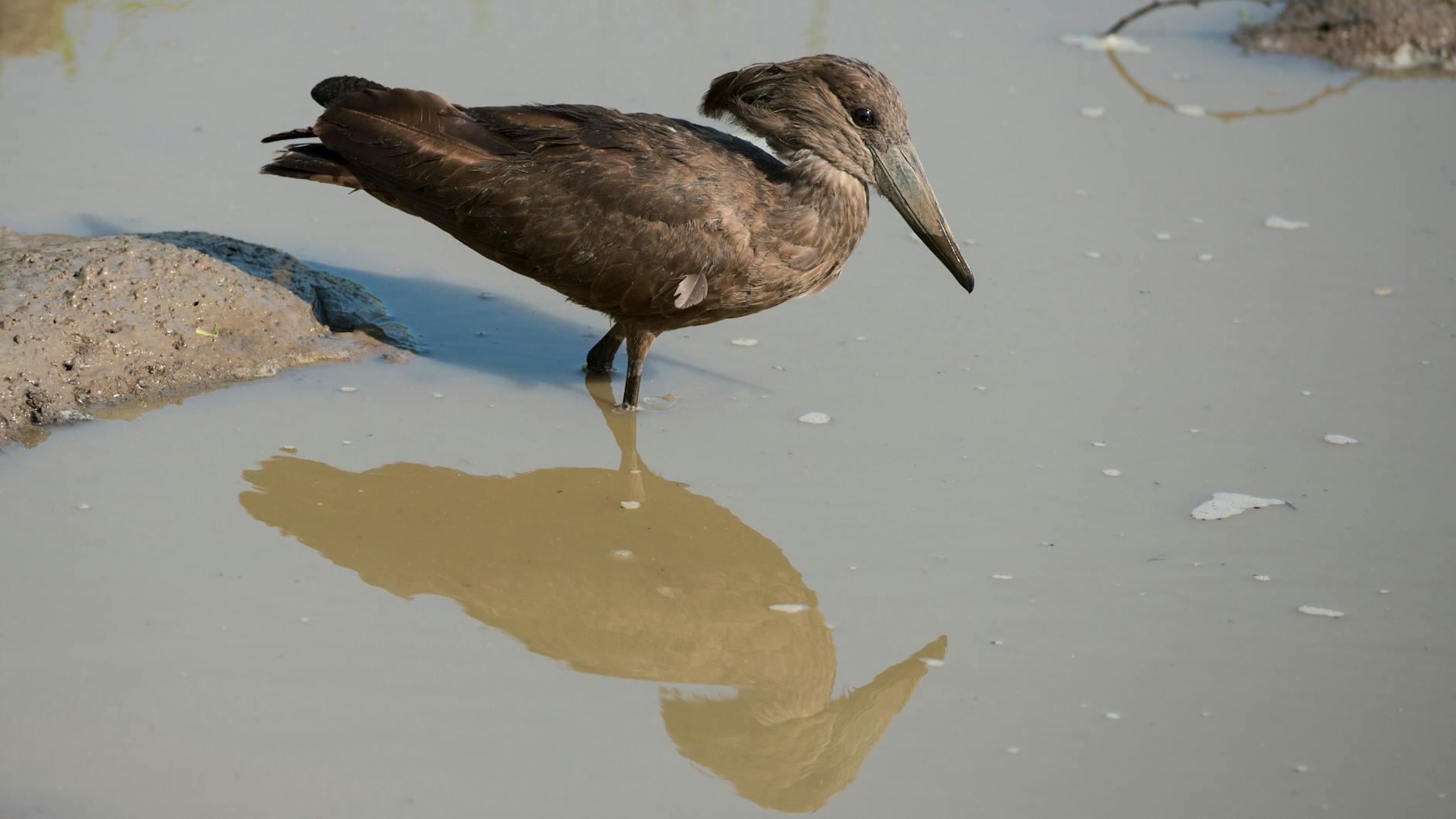 Ein Hammerkopf wie dieser war im Zoo Berlin an Geflügelpest gestorben. Es gab die große Angst, dass alle Zoo-Vögel getötet werden mussten.