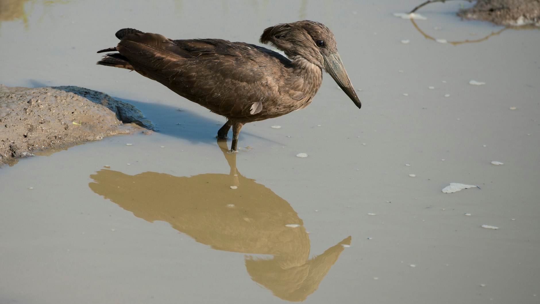 Ein Hammerkopf wie dieser war im Zoo Berlin an Geflügelpest gestorben. Es gab die große Angst, dass alle Zoo-Vögel getötet werden mussten.
