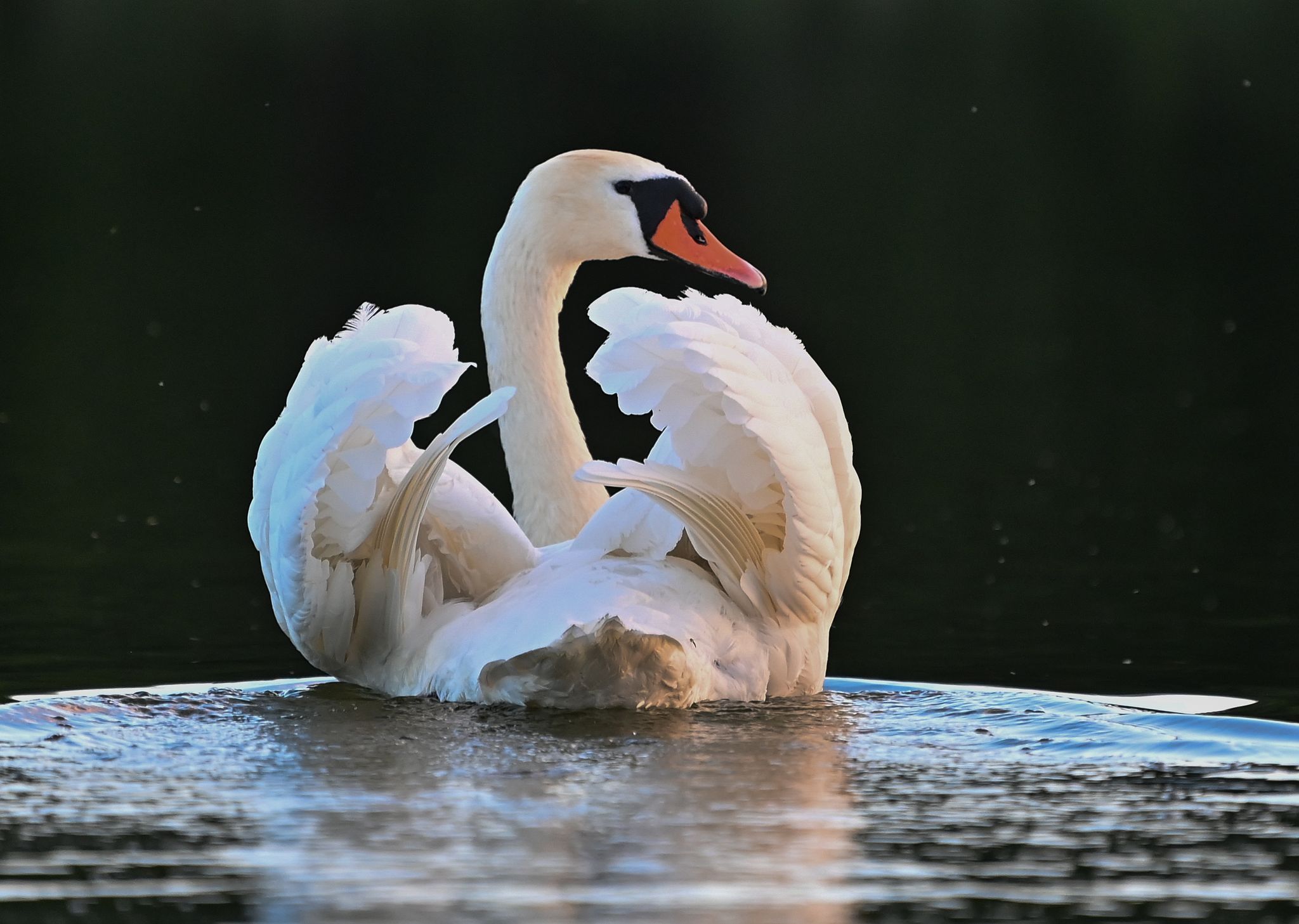 Alarm für Geflügelhalter: Schwan in Berlin an Vogelgrippe erkrankt und eingeschläfert