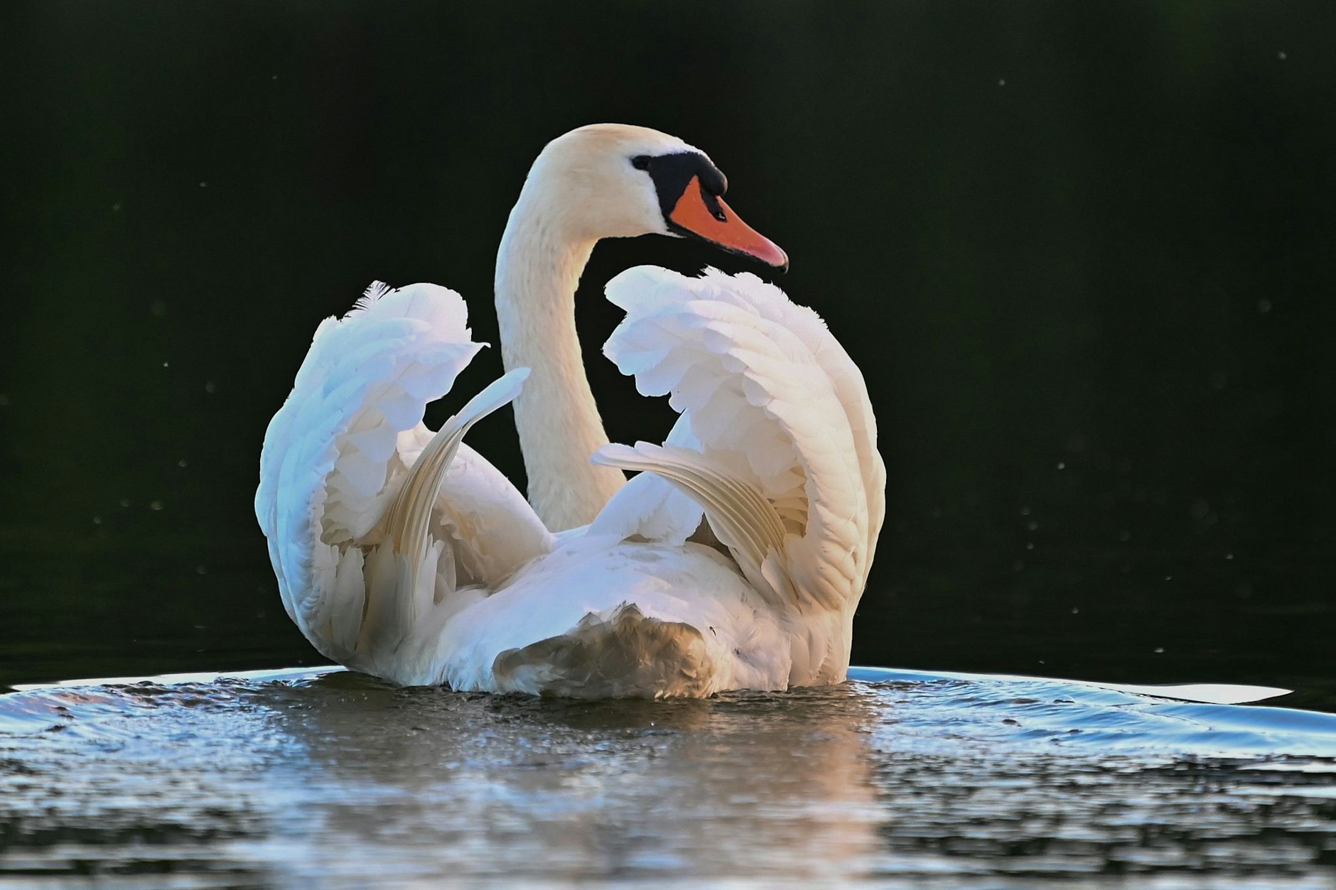 Bei einem Berliner Höckerschwan  wurde Vogelgrippe diagnostiziert. Das Tier wurde eingeschläfert.