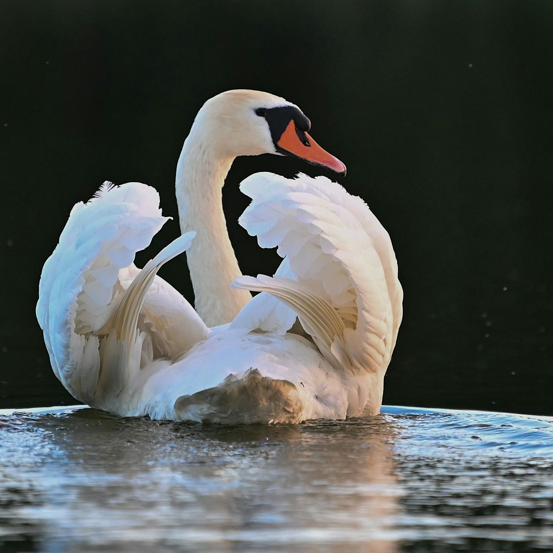 Alarm für Geflügelhalter: Schwan in Berlin an Vogelgrippe erkrankt und eingeschläfert