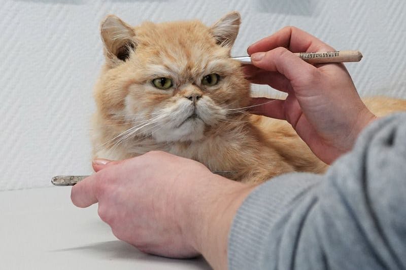 Ausgefaucht: Tierpräparatorin Laura Eberhard arbeitet an einer ausgestopften Katze.
