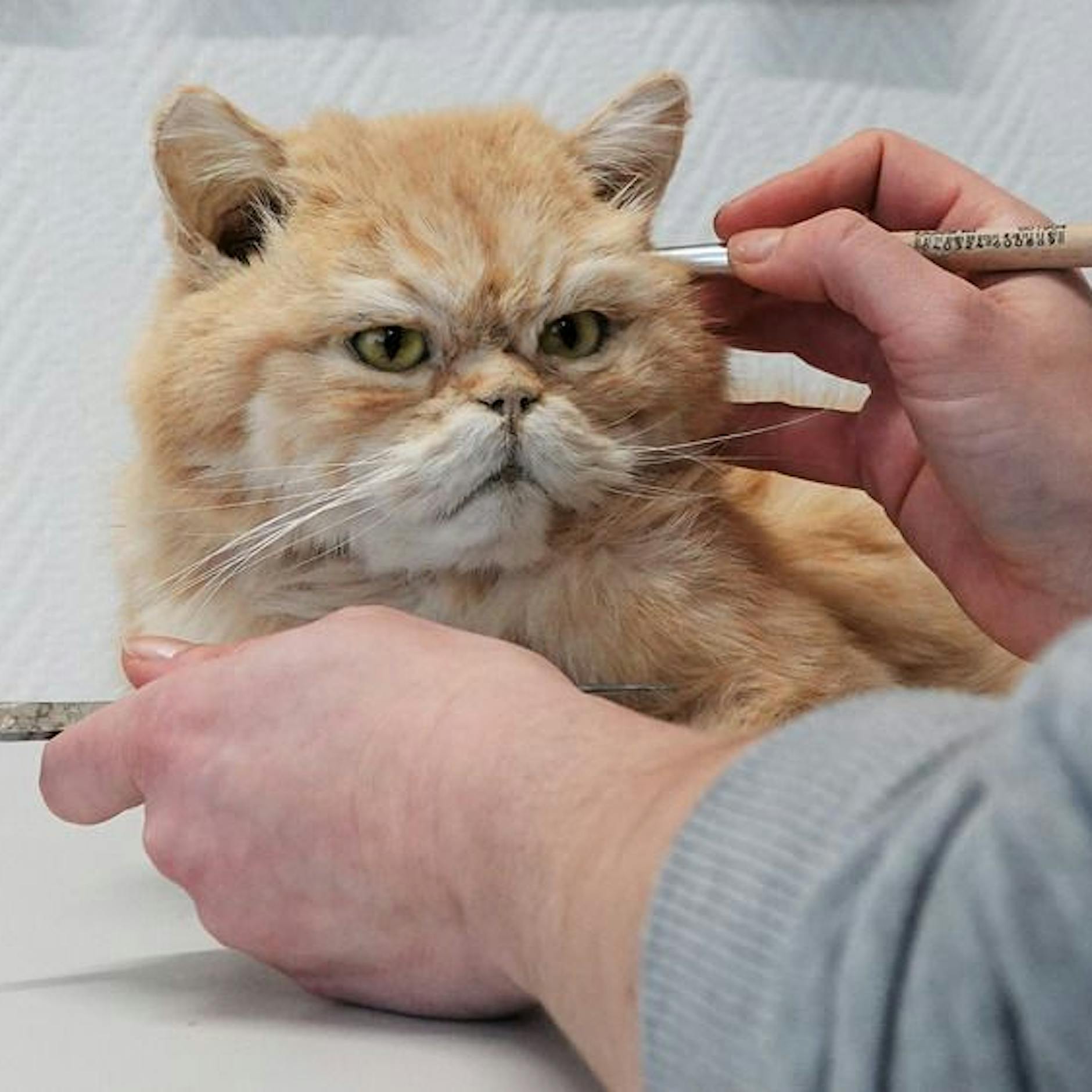 Für immer Freunde: Wenn Menschen ihre Haustiere präparieren lassen