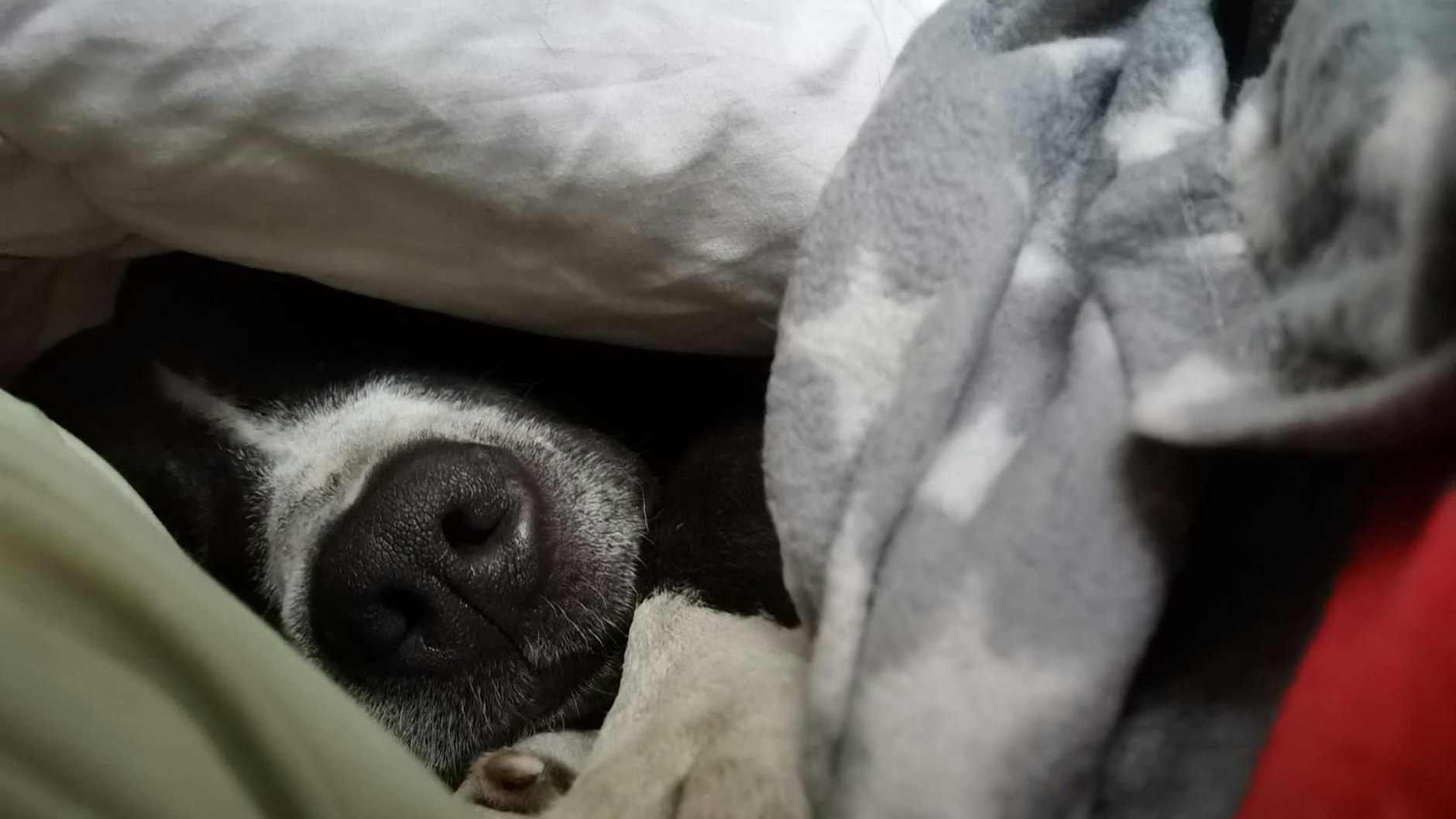 Am liebsten schläft und kuschelt der Rüde. 