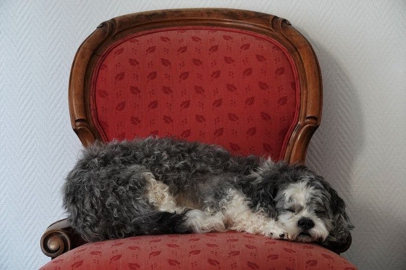 Ein ausgestopfter Hund. Viele Menschen hängen an ihren Haustieren. Stirbt das Tier, wird das als großer Verlust empfunden.