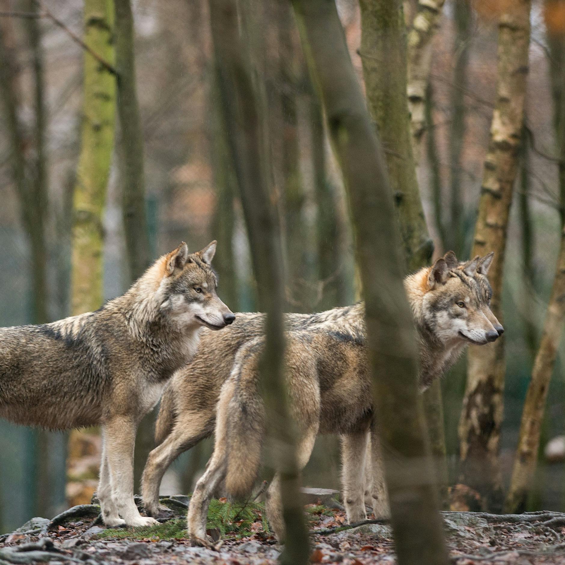 24-jährige Radfahrerin von drei Wölfen verfolgt: Das machte sie falsch