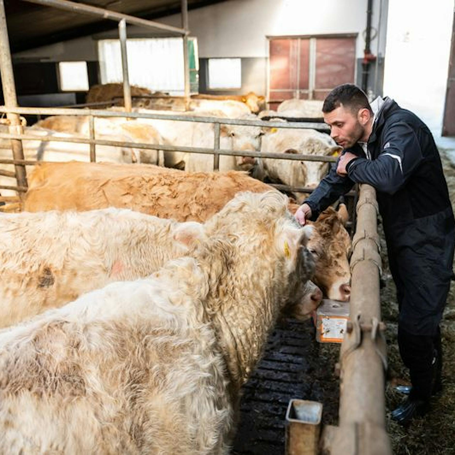 Ende ohne Angst: Schlachtung auf eine sanftere Art, geht das?