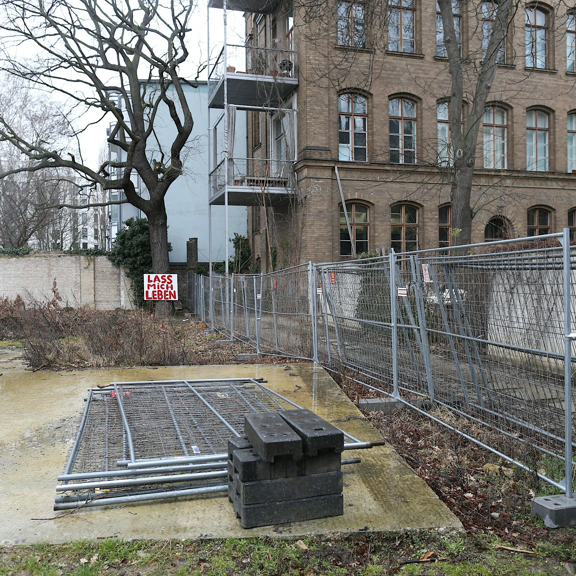 Berlin-Mitte: 200 Jahre alte Eiche soll einer Tiefgarage für sechs SUV weichen