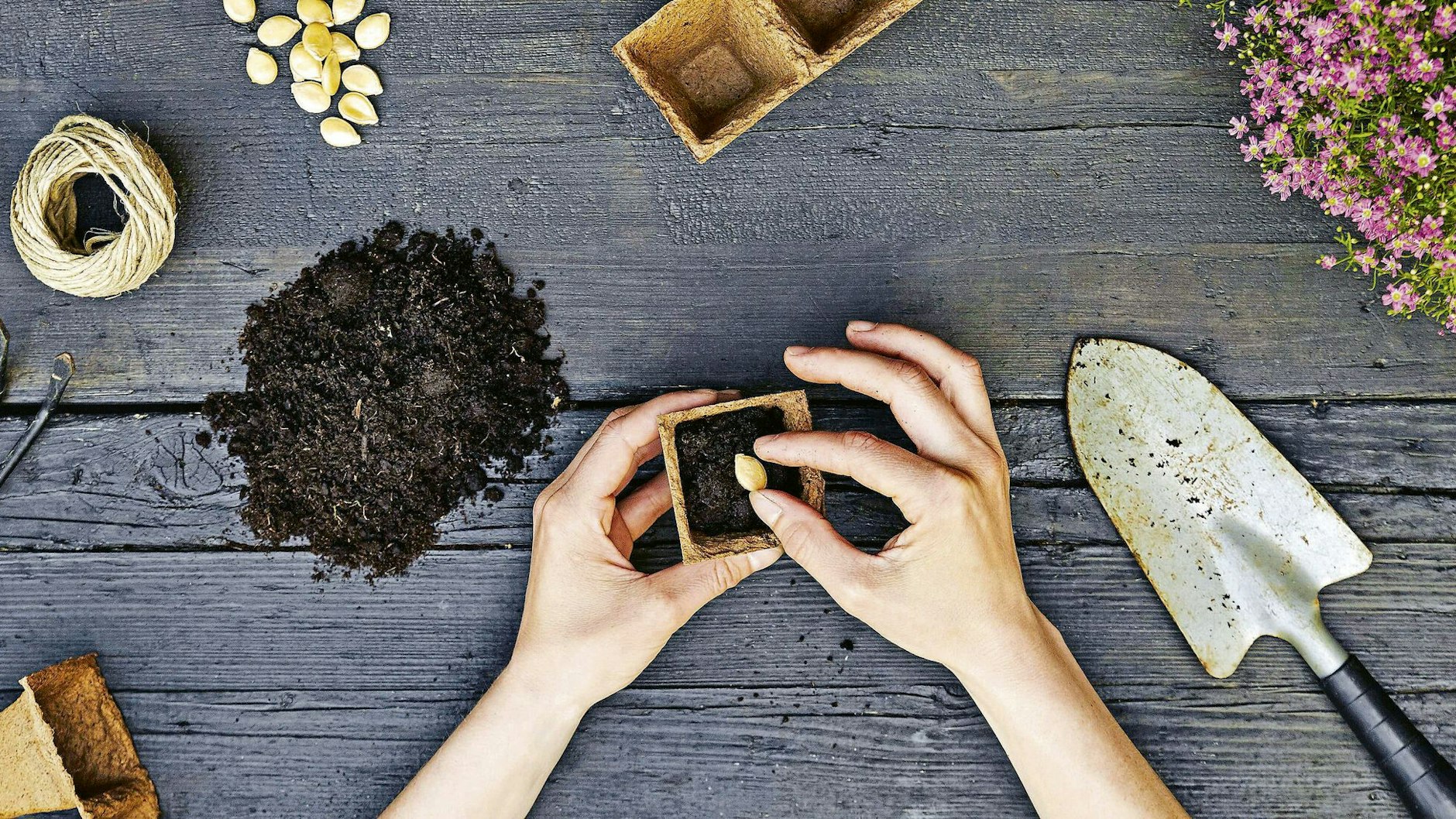 Bald können die ersten Samen für Gemüse, Kräuter und Blumen vorgetrieben werden. Das Saatgut muss nicht jedes Jahr frisch gekauft werden – wenn die Keimprobe erfolgreich ist.