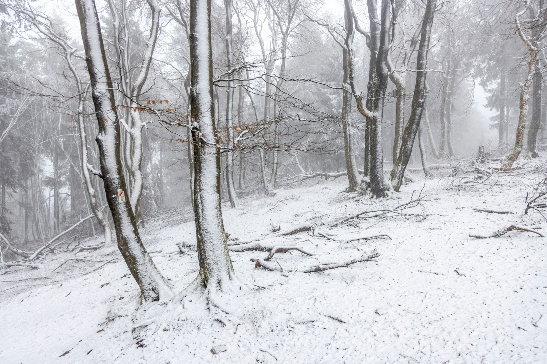 Schneebedeckte Bäume: Dafür muss man jetzt nicht mehr in die Hochlagen fahren, der Winter kehrt auch ins Flachland zurück.