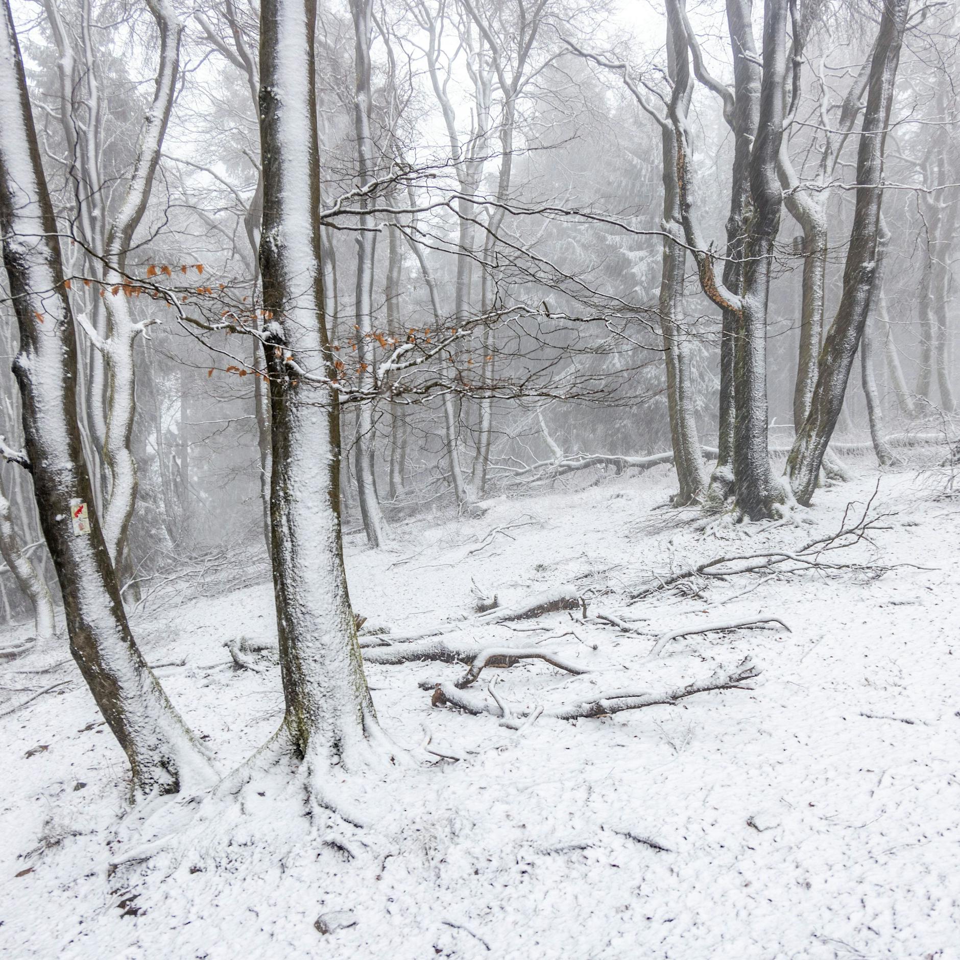 Polarwetter-Schock mit Schnee und Frost: Der Winter hat Berlin und Brandenburg wieder im Griff!