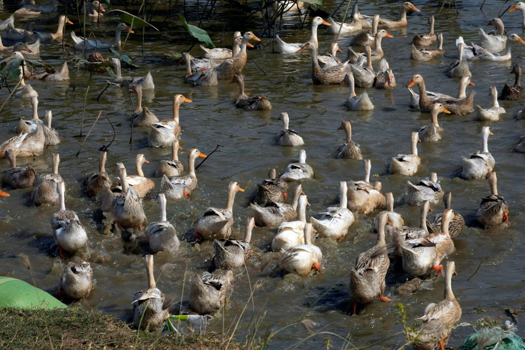 Aufatmen in Kambodscha: 11 Kontakte von Mädchen mit Vogelgrippe nicht infiziert