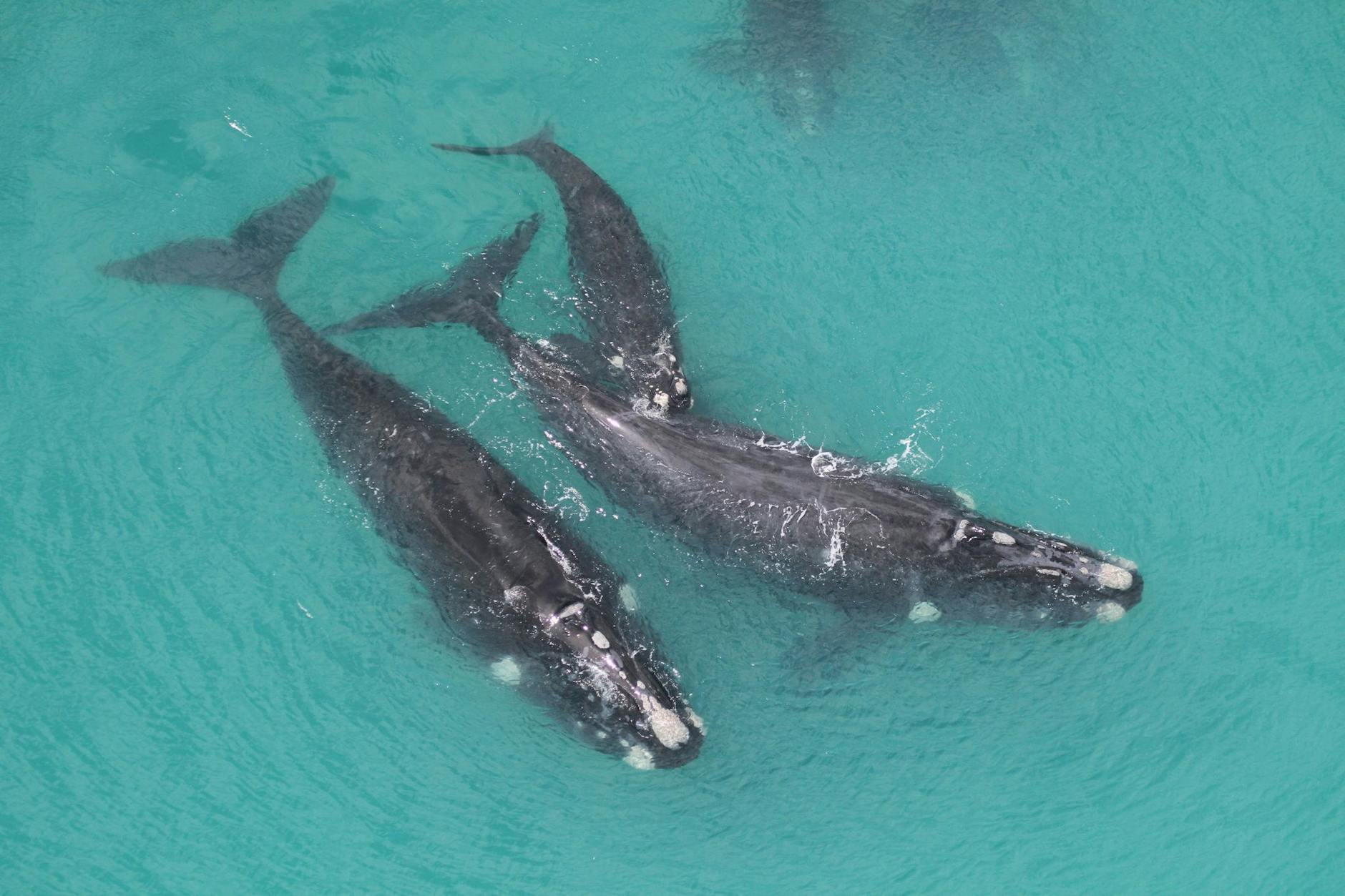 HANDOUT - Das Verhalten von Südlichen Glattwalen wird von Wissenschaftlern vom Forschungsinstitut für Säugetiere an der südafrikanischen Universität zu Pretoria untersucht.