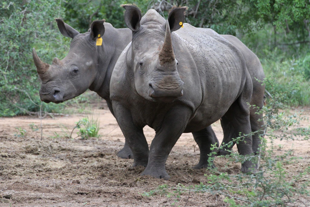 Botsuana sorgt sich wegen gestiegener Nashorn-Wilderei