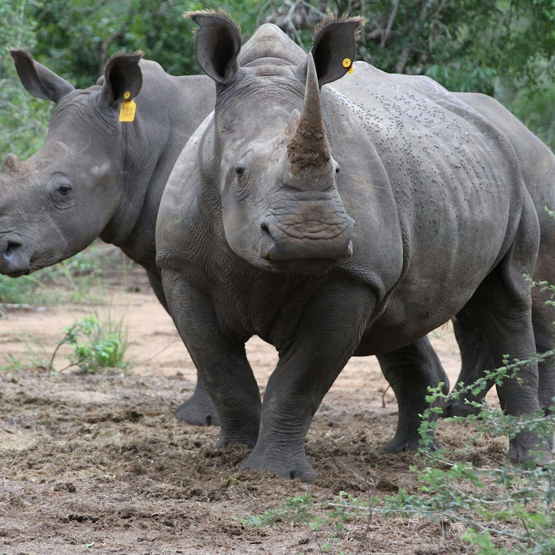 Botsuana sorgt sich wegen gestiegener Nashorn-Wilderei