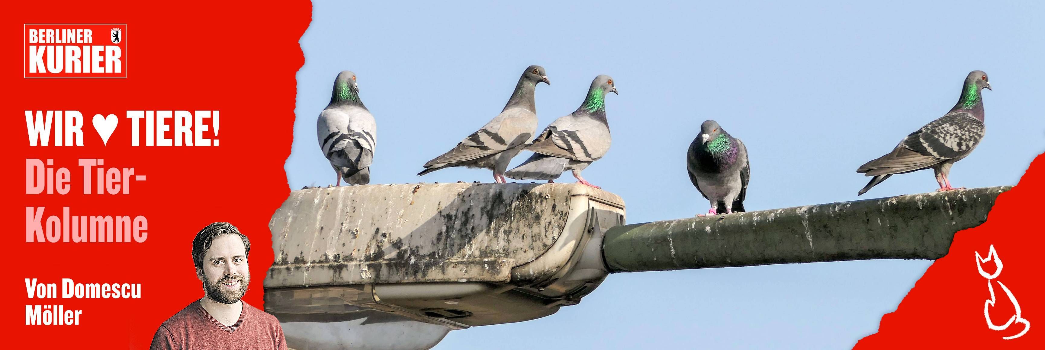 Image - Tauben lieben lernen: Die Stadtvögel sind längst nicht so schlecht wie ihr Ruf
