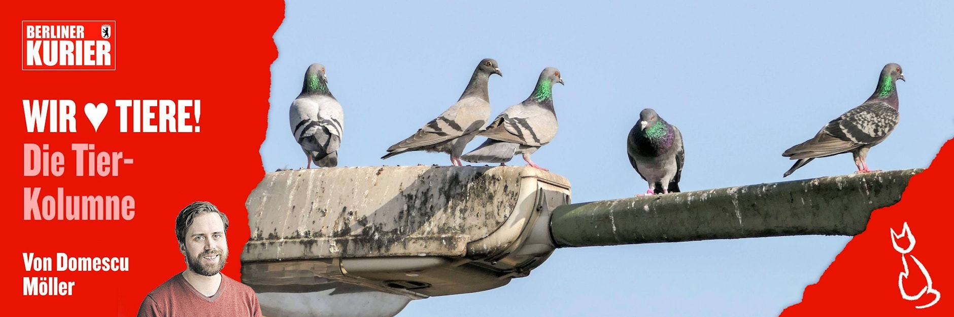 Tauben auf einer Straßenlaterne in Berlin.