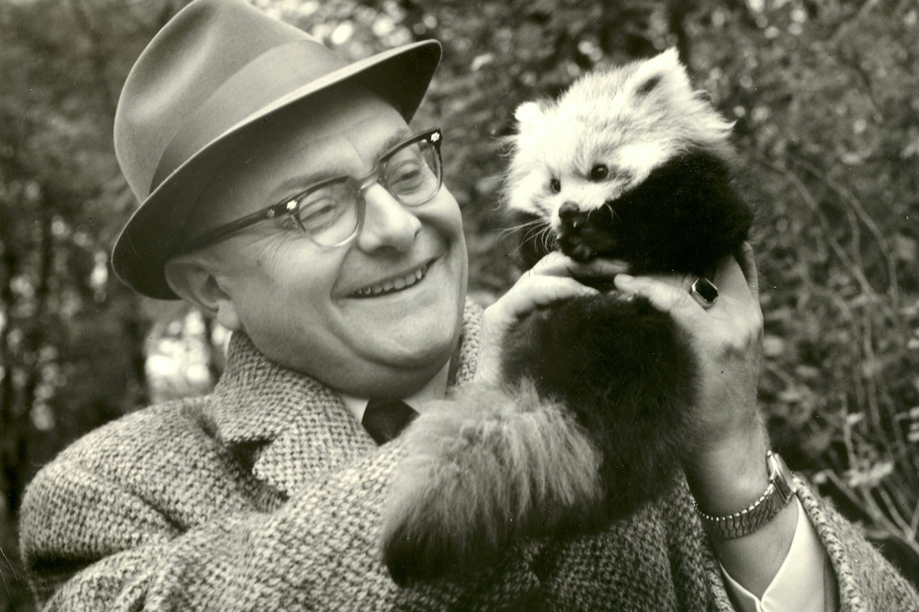 Prof. Heinrich Dathe (1910–1991) mit einem Kleinen Panda: Eigentlich müsste man den legendären Tierpark-Gründer im Osten Deutschlands kennen.&nbsp;