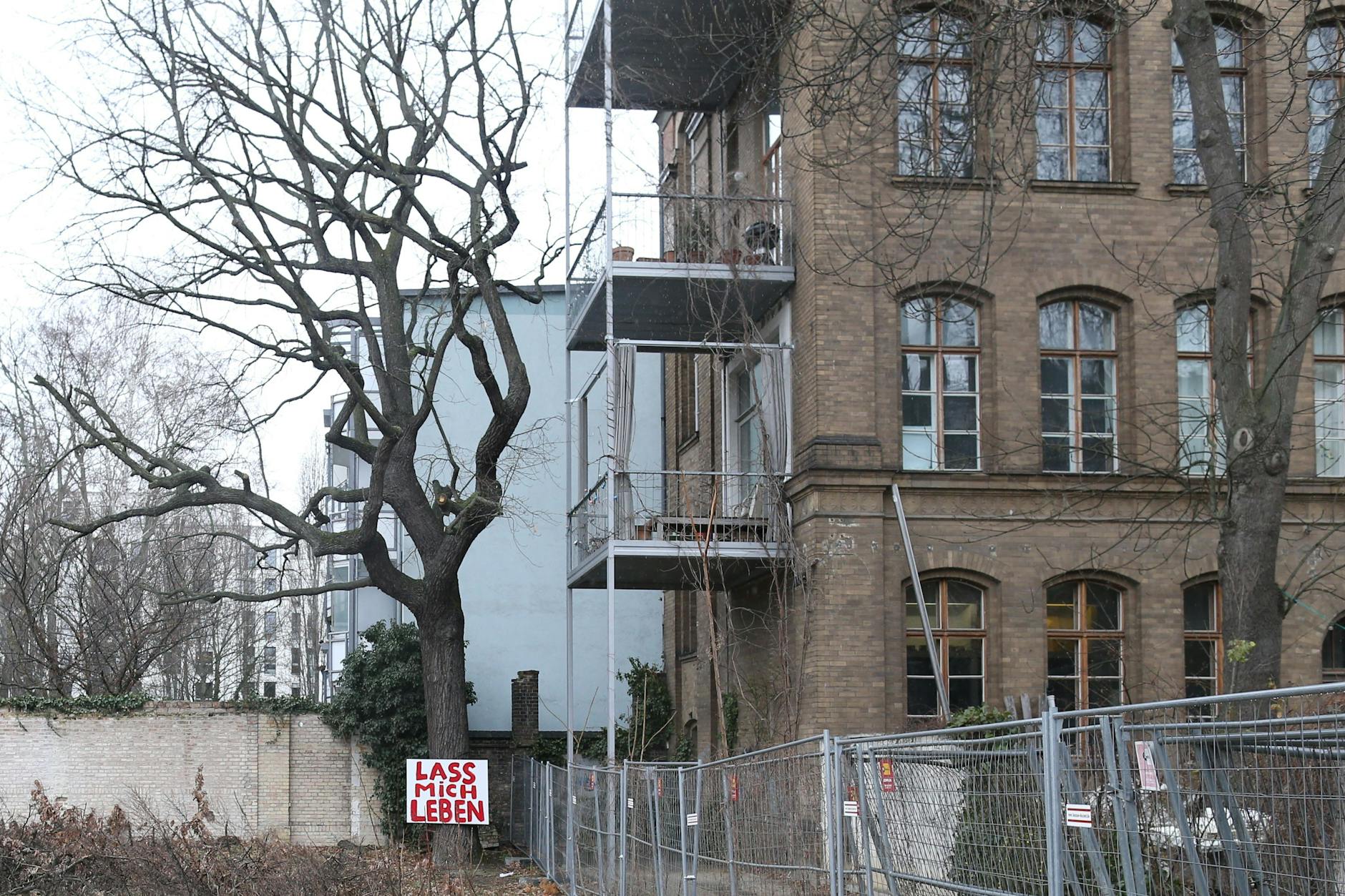 Die Eiche im Hof Dresdener Straße 113 steht noch.