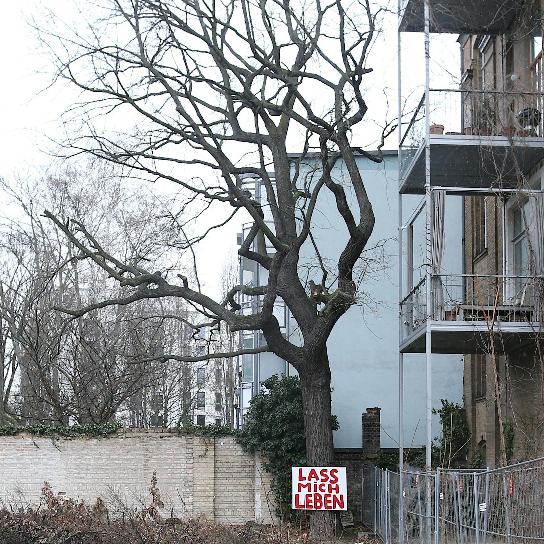 Die Eiche bleibt! Erfolgreicher Kampf einer Bürgerinitiative in Berlin-Mitte