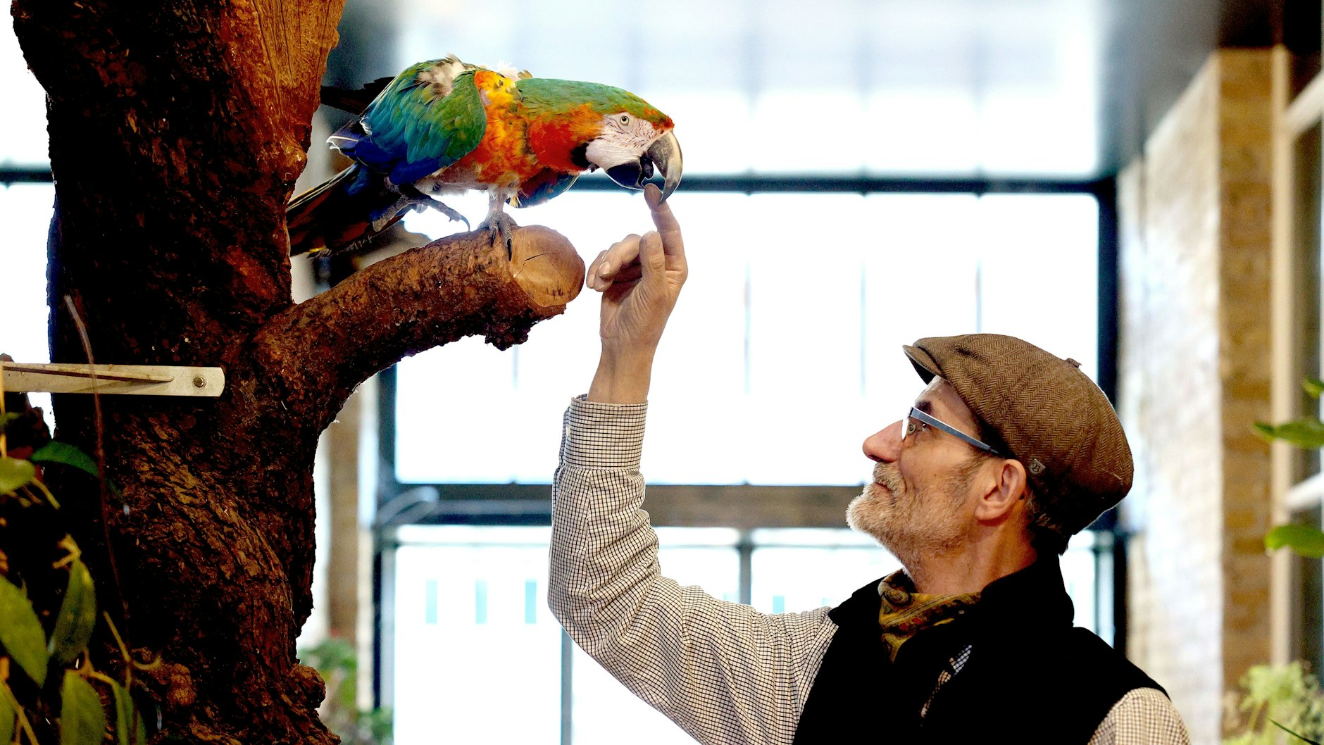 Die Papageien werden in Lehnin in einem artgerechten großen Gehege in einem Schwarm anderer Papageien leben.&nbsp;